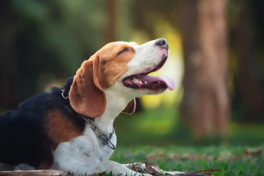 Beagle