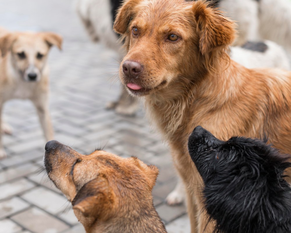 Cachorro vira-lata: Tudo sobre os cães sem raça definida (SRD) | Dog Life