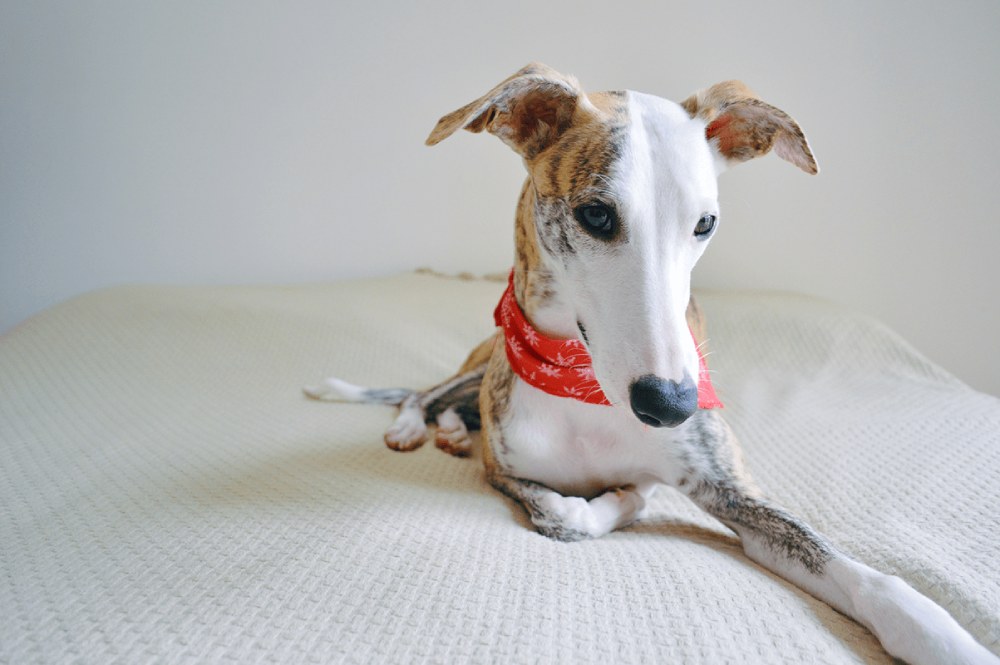 Cachorro Whippet: Conheça detalhes da raça | Dog Life