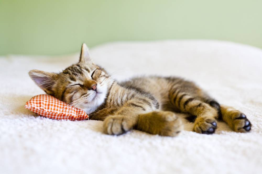 Gato dormindo muito: é normal? | Dog Life