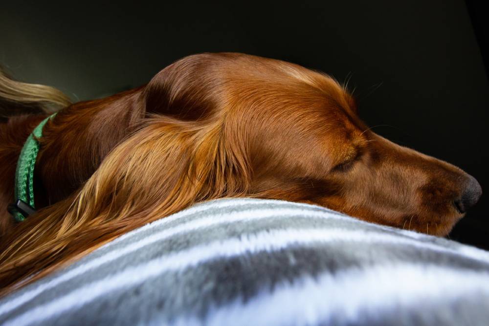 Meu cachorro está triste: o que pode ser e como ajudá-lo? | Dog Life