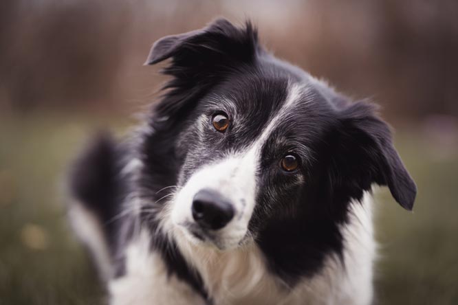 Raças de cachorro peludo: conheça 9 raças mais populares