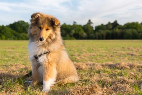 Rough Collie: Saiba tudo sobre a raça da Lassie | Dog Life