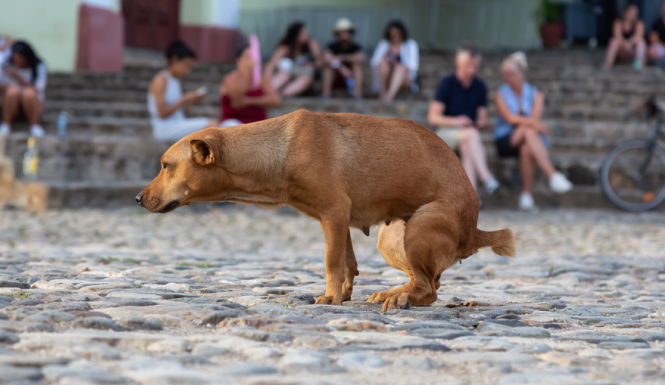 Cachorro Cagando