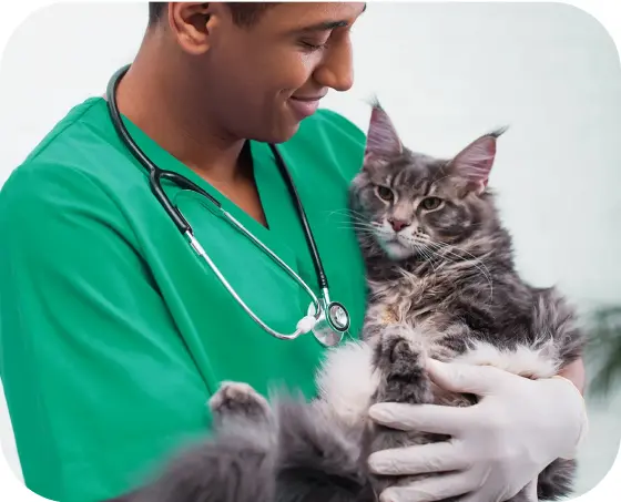 Veterinário sorridente com uniforme verde e luvas segurando um gato Maine Coon em um ambiente clínico.