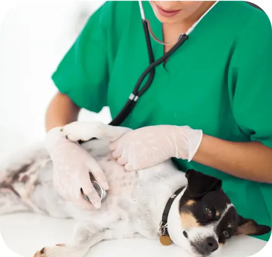 Uma veterinária com luvas brancas examinando um cachorro deitado em uma mesa, com um estetoscópio.